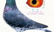 李诞最新爆料信鸽视频,一场跨越千里的神秘之旅